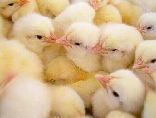 怎么给鸡打肾传支疫苗？