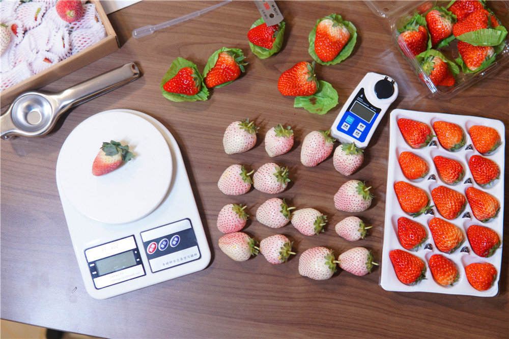如何在网上买到真草莓,怎么在网上买正宗丹东草莓