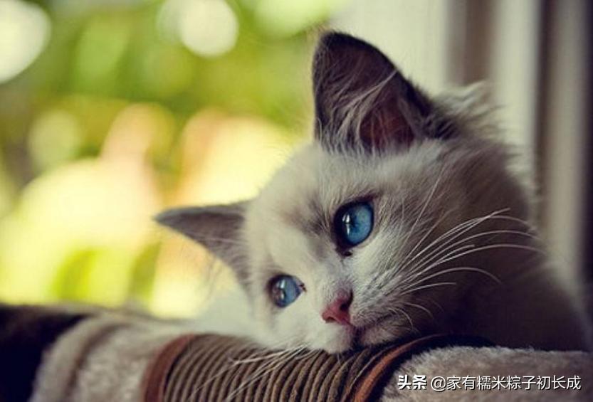 严重猫癣的症状及治疗方法,猫癣怎么治越来越严重了