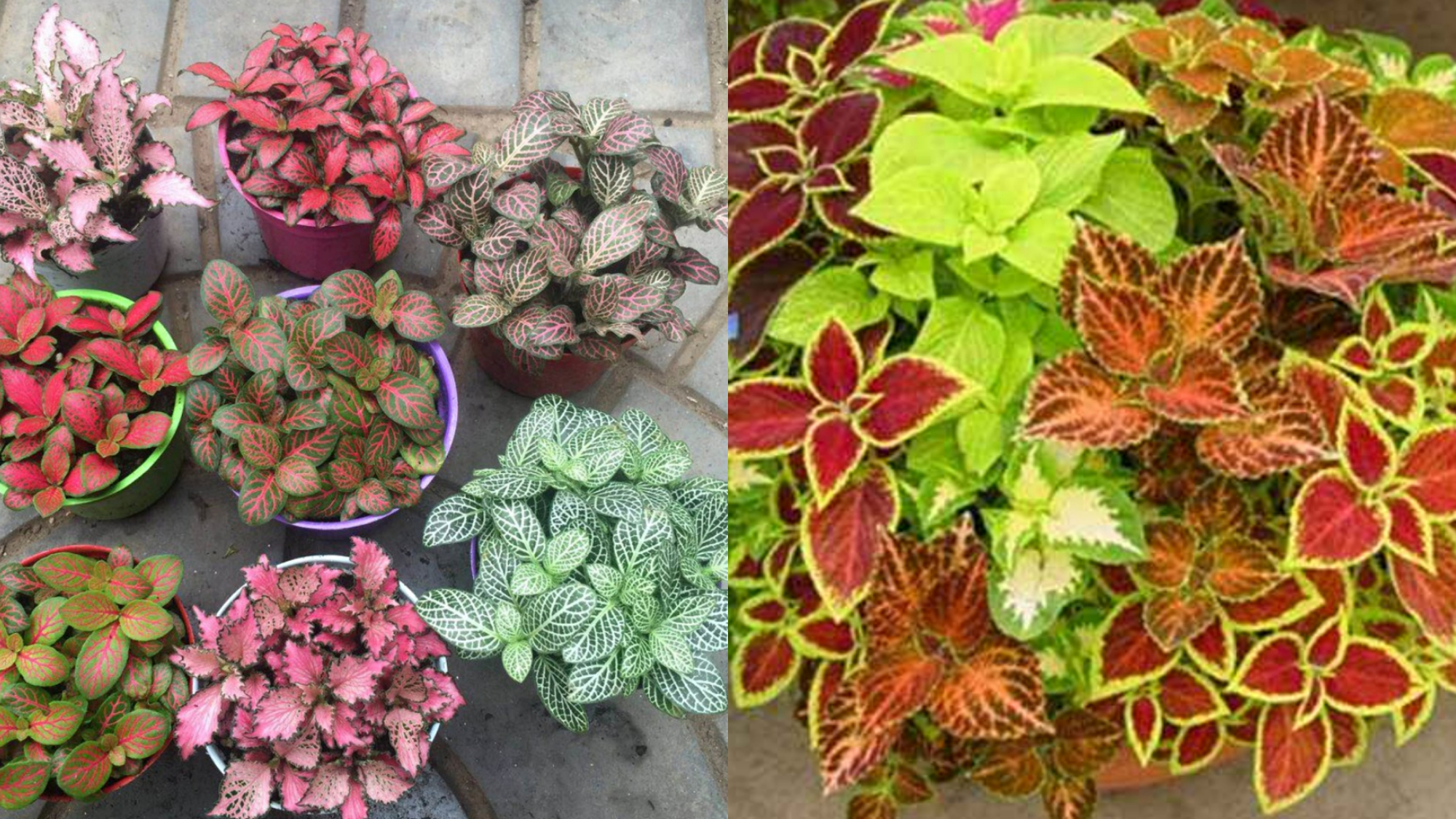 人养花一时养人一生,人养花同时花也养人