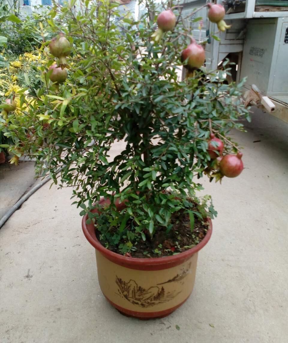 石榴盆栽怎么养才能开花,石榴盆栽怎么养