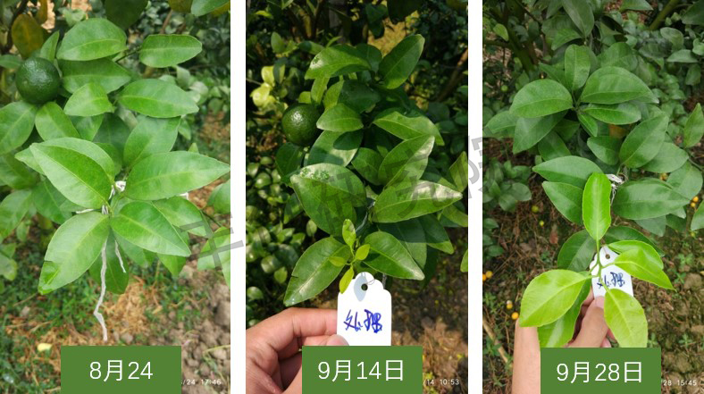 柑橘树浇灌粪水后烂根如何补救,柑橘叶子黄了是什么病