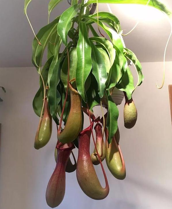 家里盆栽有飞虫怎么弄,盆栽泥土有飞虫怎么处理