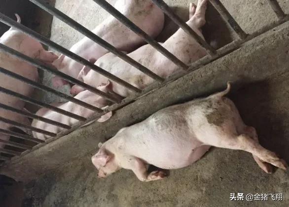 猪皮炎肾病怎么治疗最有效,猪肾炎湿疹的最佳治疗方法