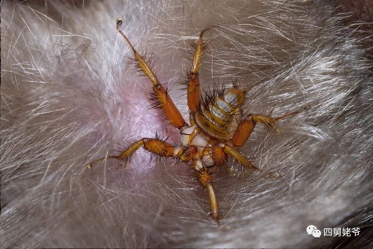 蛛蝇NycteribiaStylidiopsis