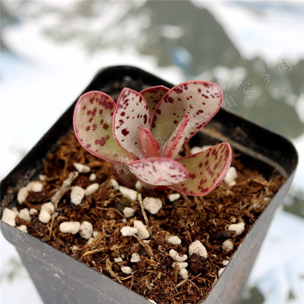 多肉群生奶油泡芙,水泡草莓蛋糕