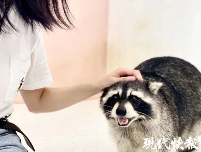 宠物飞鼠该怎么养好,可爱的飞鼠饲养要哪些东西