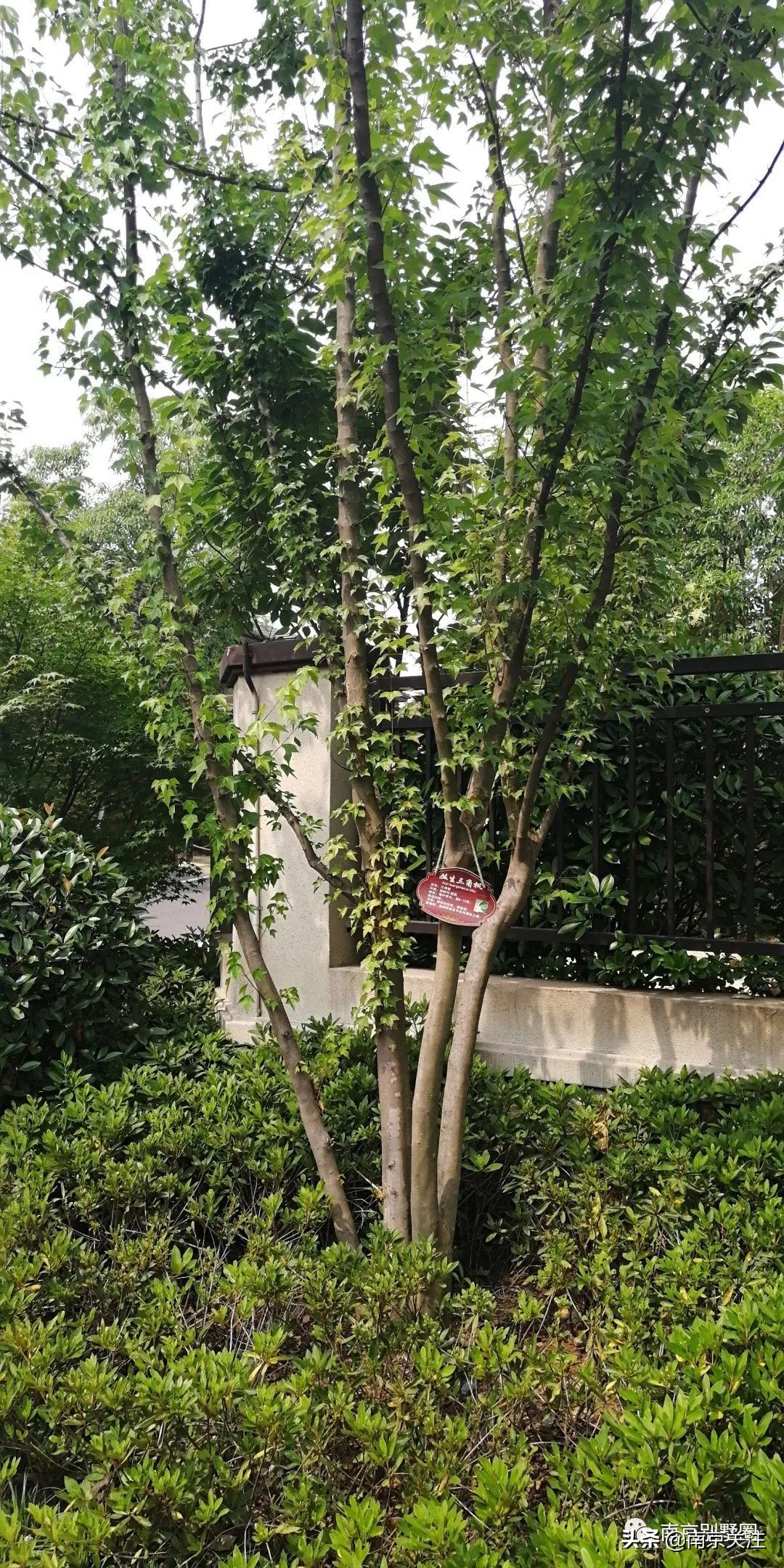 南京首开新项目房价,南京山居温泉楼盘