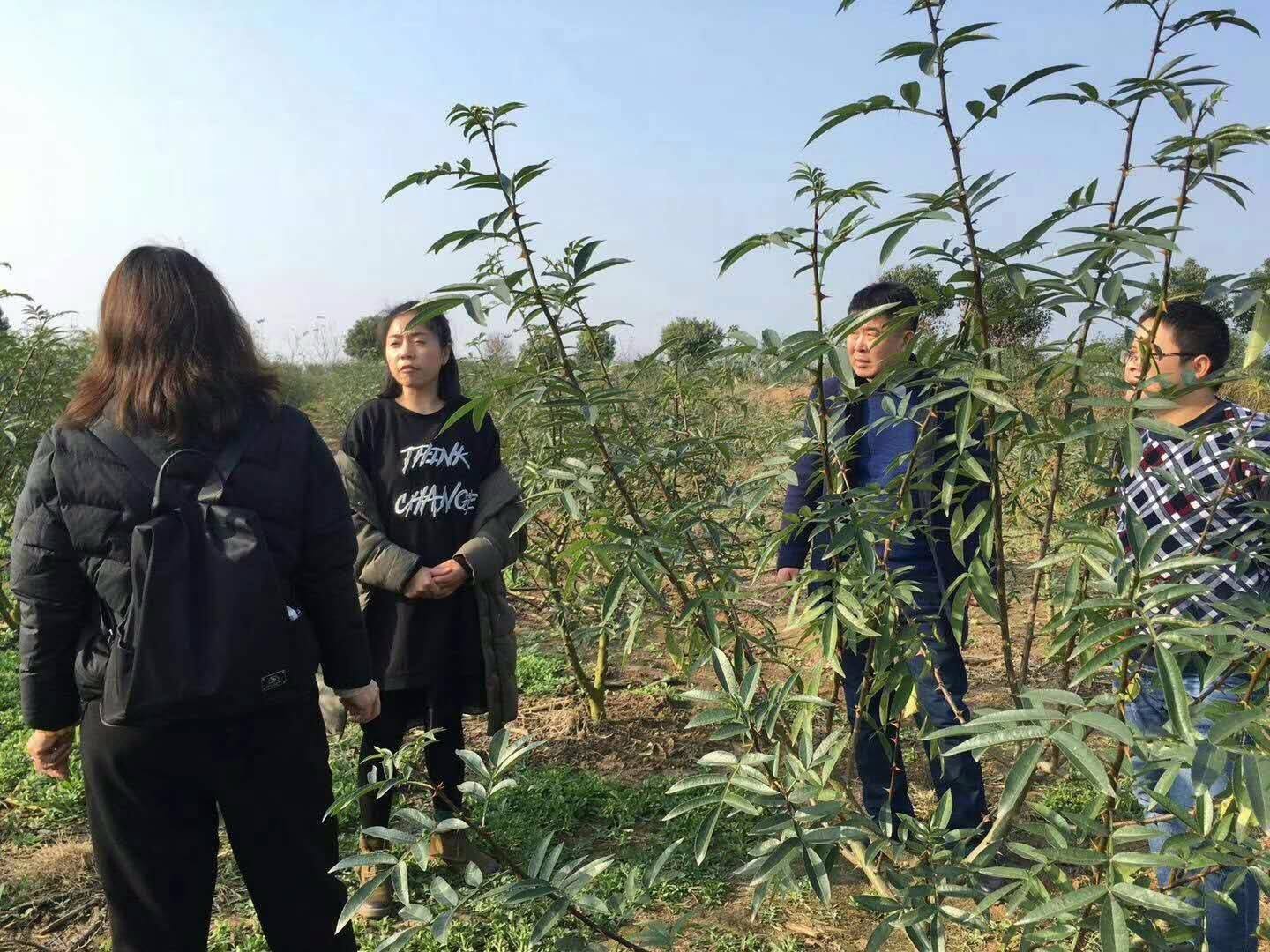 如何提高花椒的坐果率,花椒落粒不可怕科学管理是关键