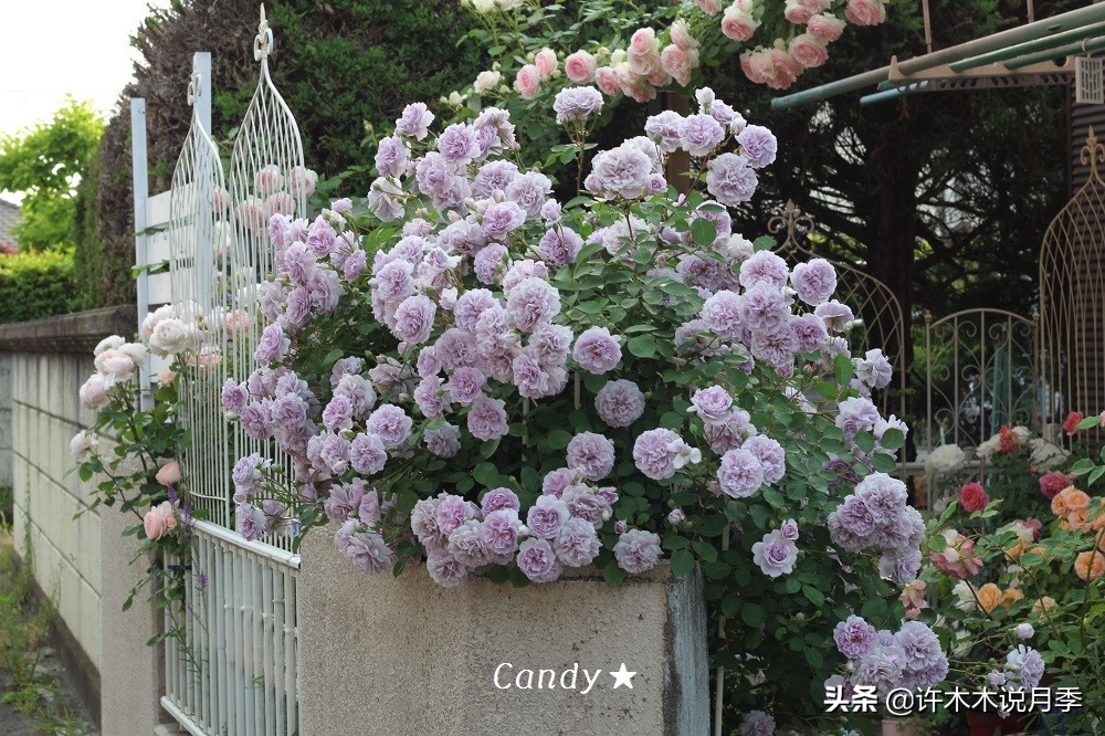 灌木月季与藤本月季有什么区别,微型月季灌木月季怎么选