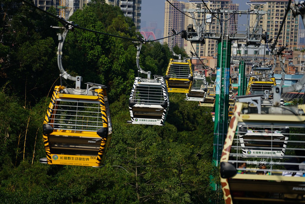 带娃去广州长隆野生动物园攻略,玩广州长隆野生动物园攻略