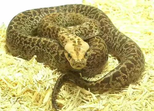 巨型超大的蟒蛇电影,巨型蟒蛇电影狂蟒之灾