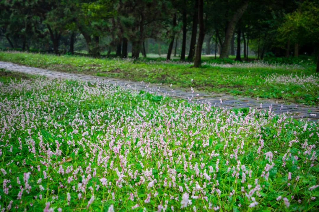 蓼花盛放成海，扬州又多了一处赏秋秘境