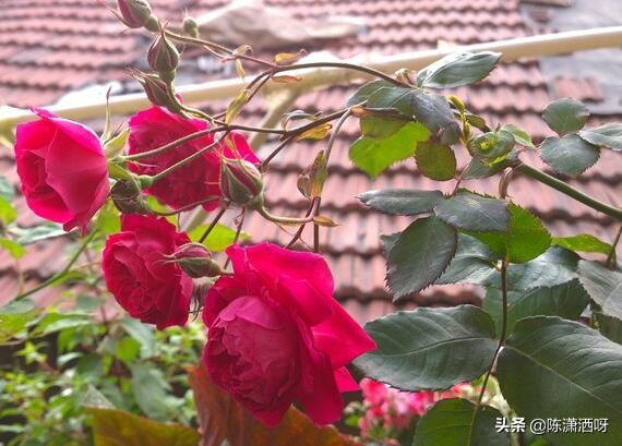 中国月季红色浓香,13种中国红月季让你美个爆