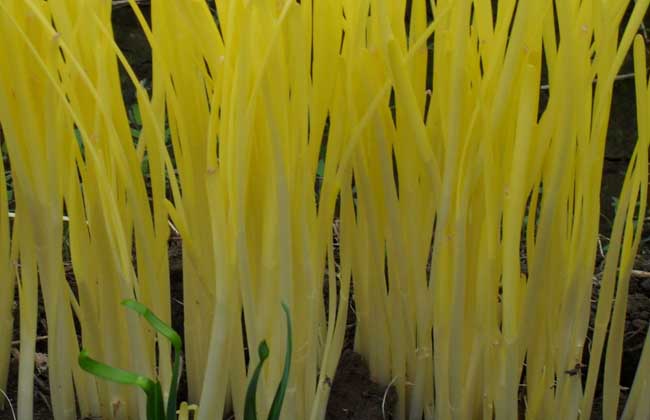 叶菜品类表,叶菜类一览表