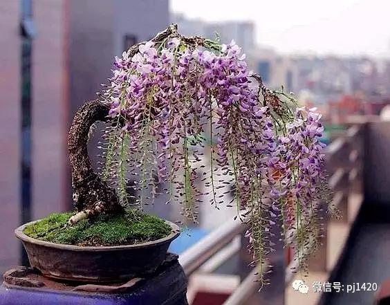 紫藤之美,紫藤迷人的气质