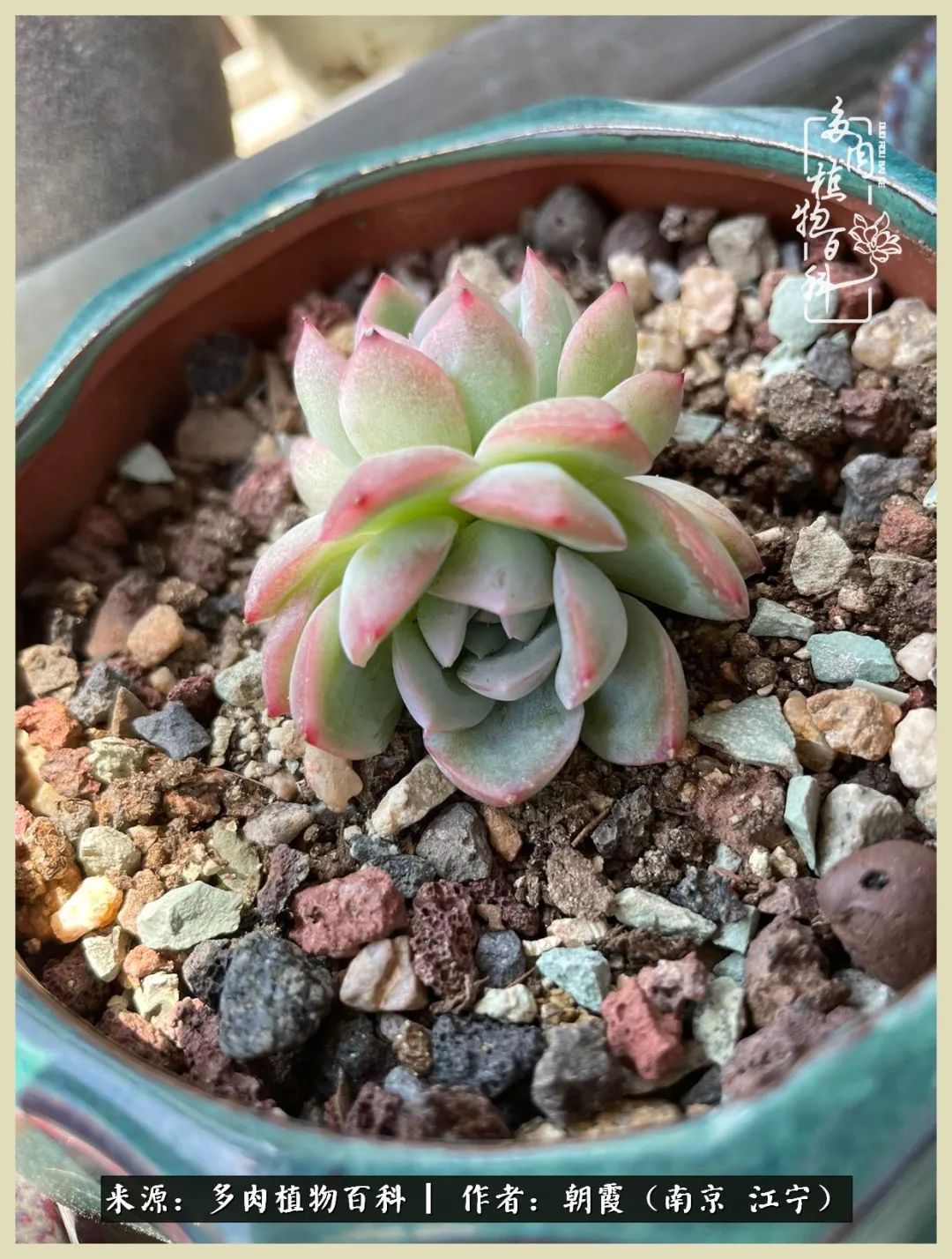 多肉最美的飘枝品种,多肉最美老桩