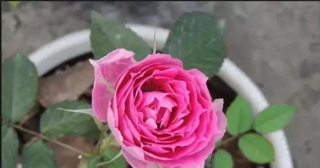 100种玫瑰花品种大全,玫瑰花有哪些品种大全