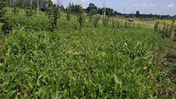 栽“榛”心护水缸