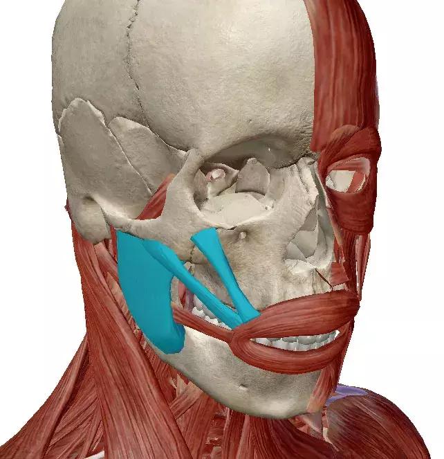 正美体态矫正教学视频,颧骨外扩左右脸不匀称体态改善