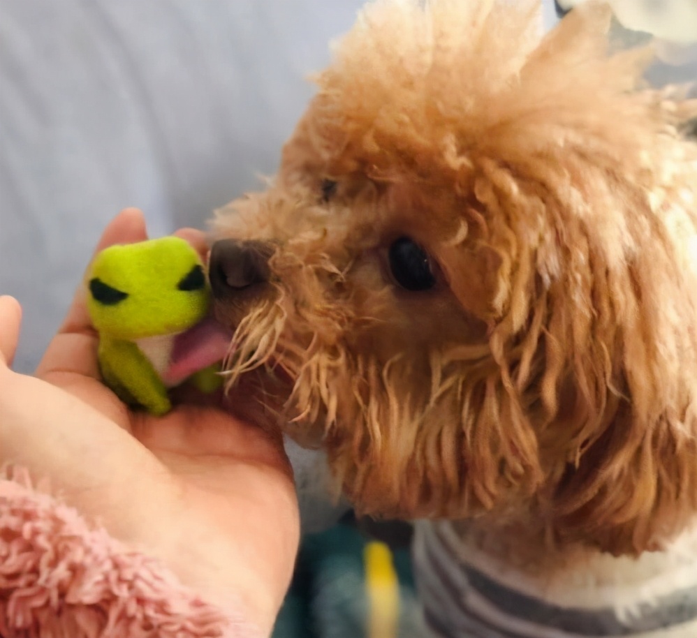 泰迪总爱“舔”你？也许它想告诉你这些事