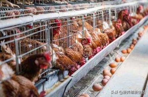 蛋鸡软壳蛋的防治方法,蛋鸡下软皮蛋是有病前兆