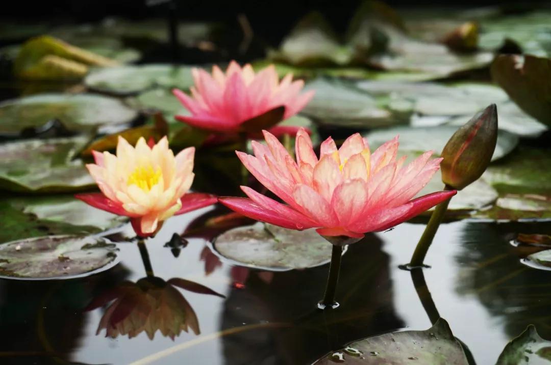 世界各国国花有哪些,各国的市花和国花有什么