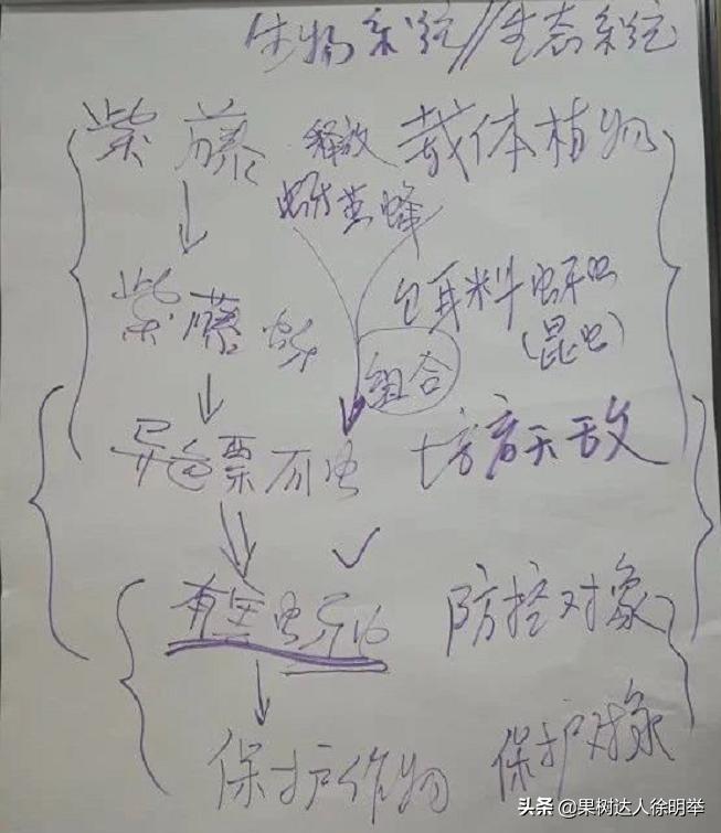 虫子王——以虫治虫的蚜虫生物防治技术体系，果农了解用处大