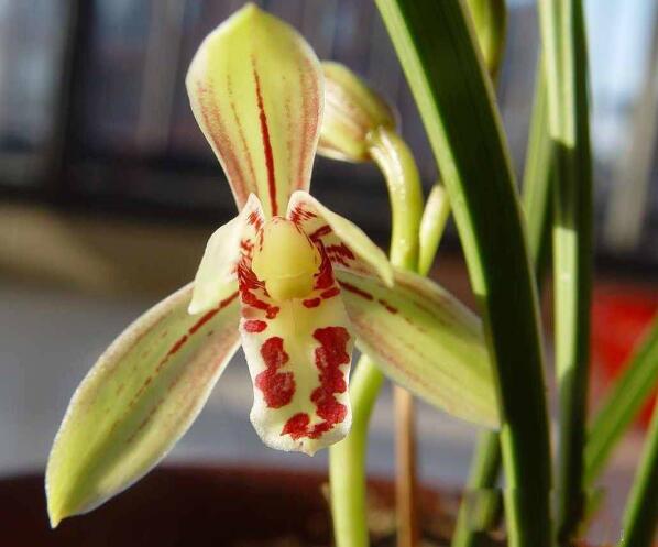 最好养的兰花品种排行榜,奇香兰花品种