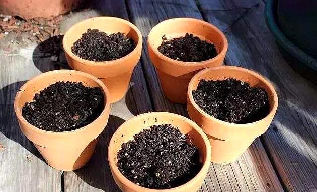 家中植物不开花用营养土可以吗,营养土哪种最好养