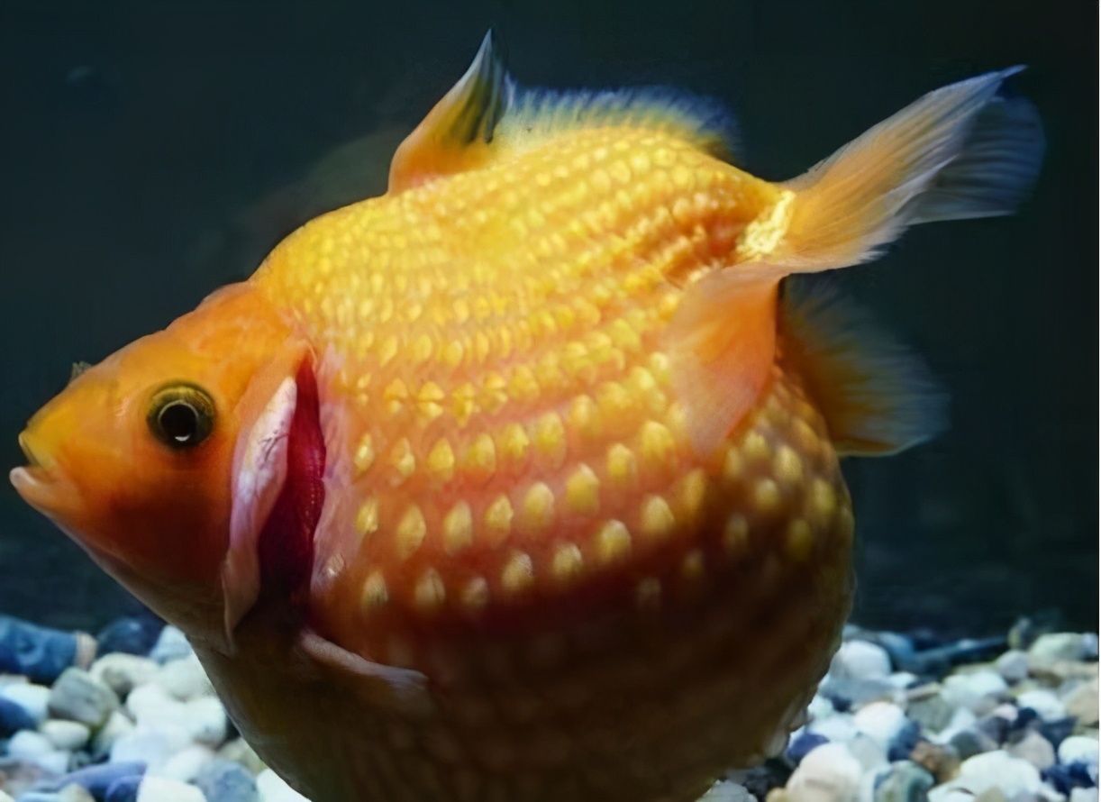 翻鳃手术,观赏鱼鱼鳃反了是怎么回事