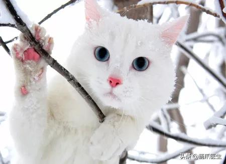 中华田园猫就是叫土猫？论给猫起名，古人可比我们强多了