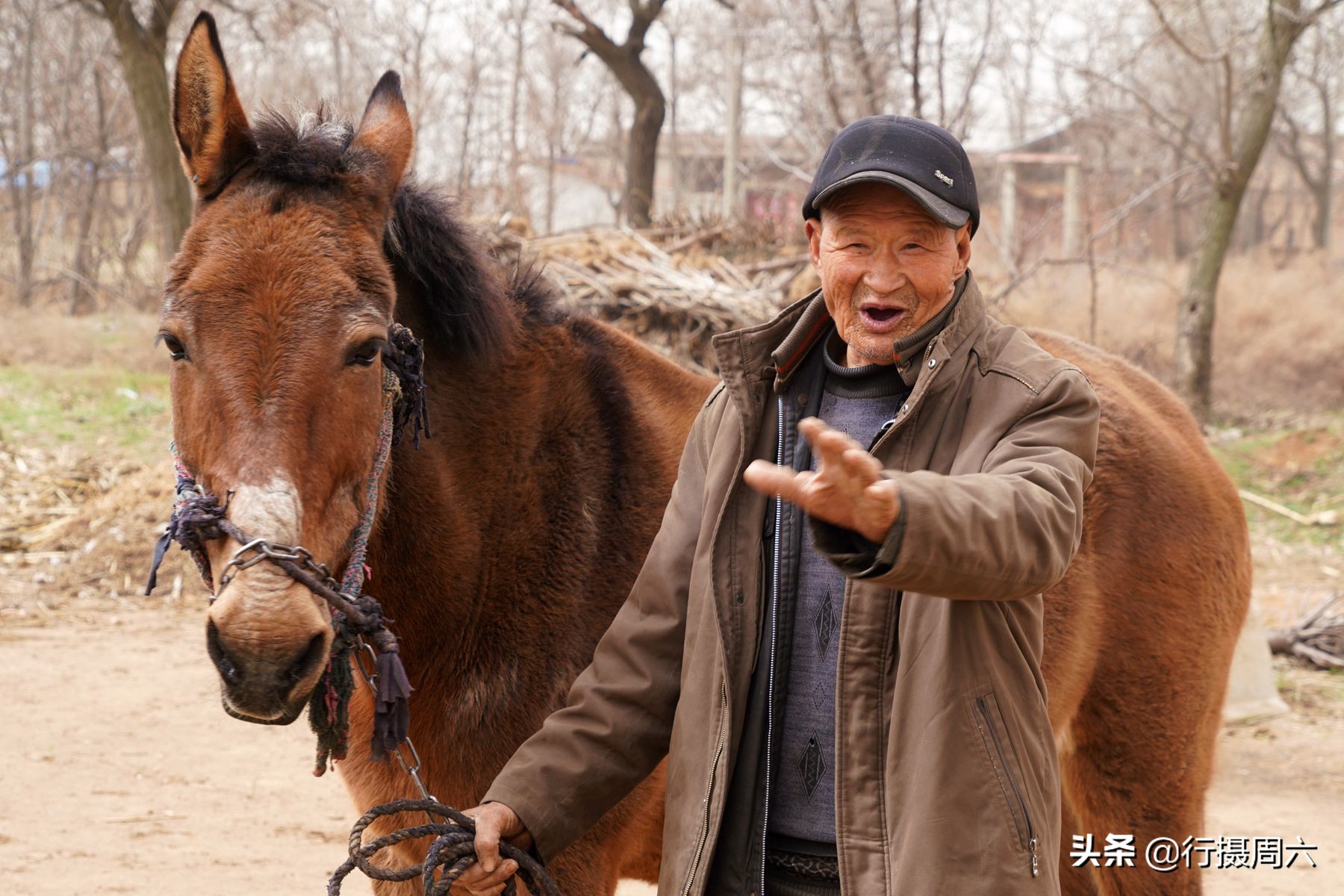农村老汉养8只狗,农村大爷养小宠物