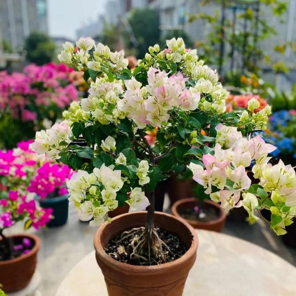 三角梅的徒长枝和开花枝,新栽的三角梅几天能发芽长出新枝