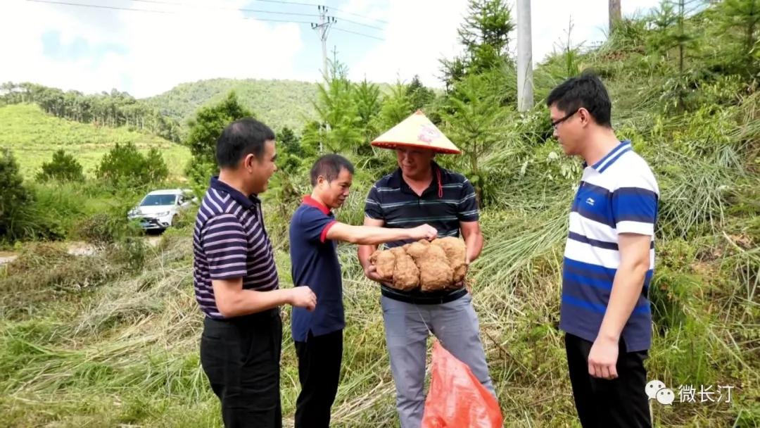 长汀：松树兜上种“茯苓”变废为宝促增收
