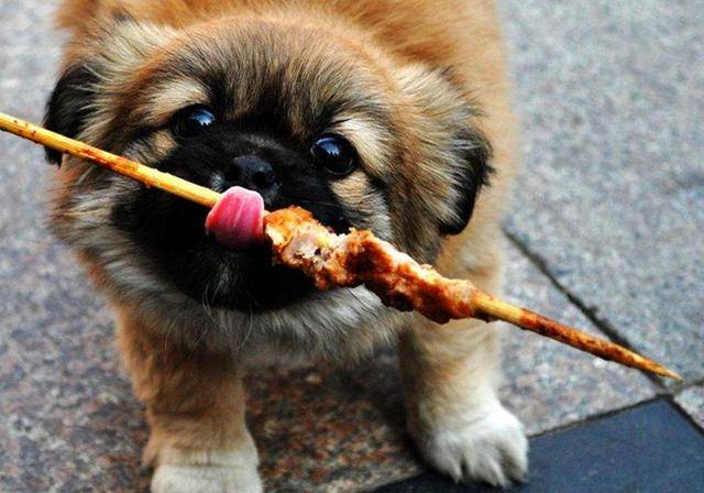 养狗需要准备什么狗狗用品,澳洲养狗必备用品有哪些