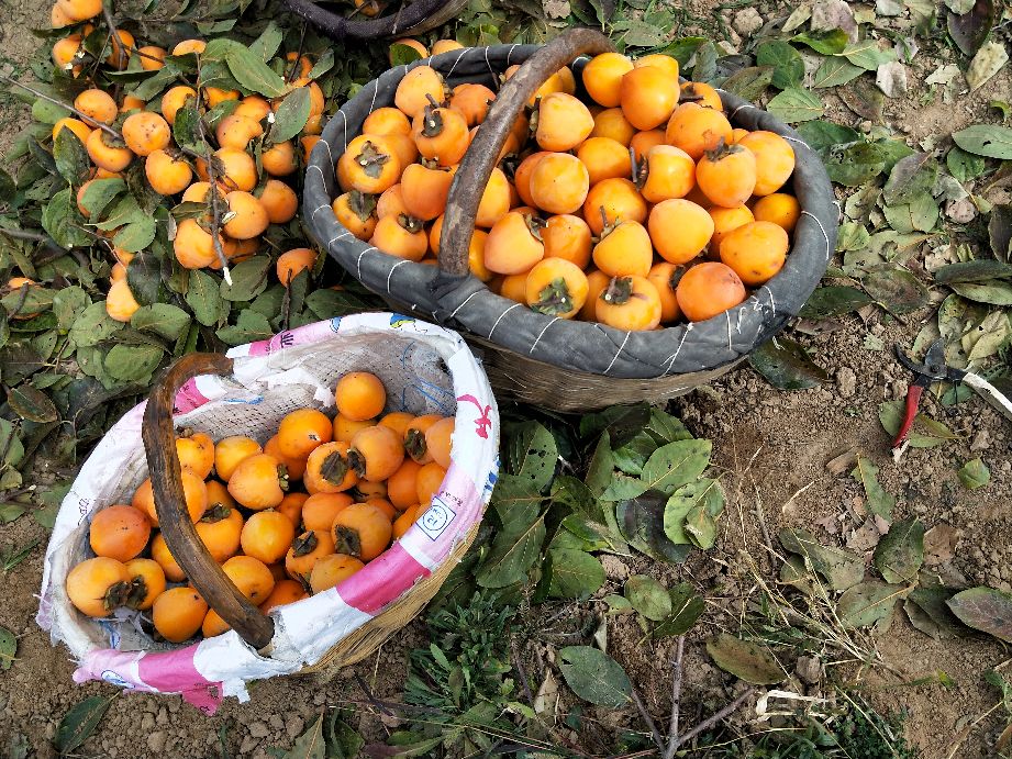 看农村是怎样采摘柿子的,采摘柿子全过程