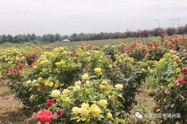 打卡北京紫谷伊甸园虞美人花海,通州看花的景点推荐免费