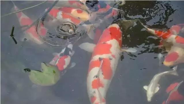 锦鲤充血怎么引起的,锦鲤充血是什么原因