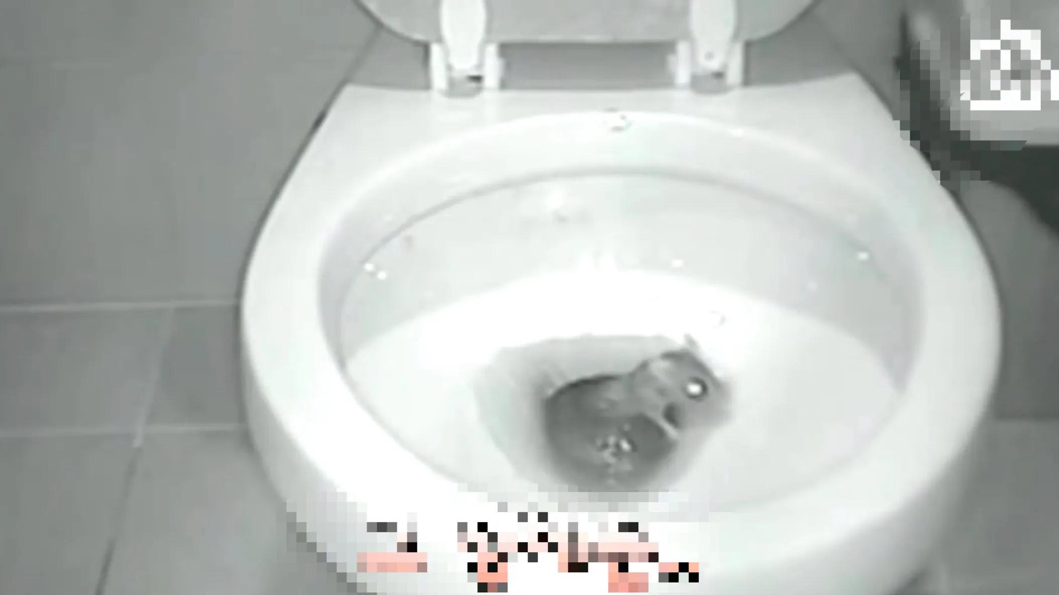 马桶下水道里有老鼠怎么办,老鼠真的能从马桶进入你家里吗