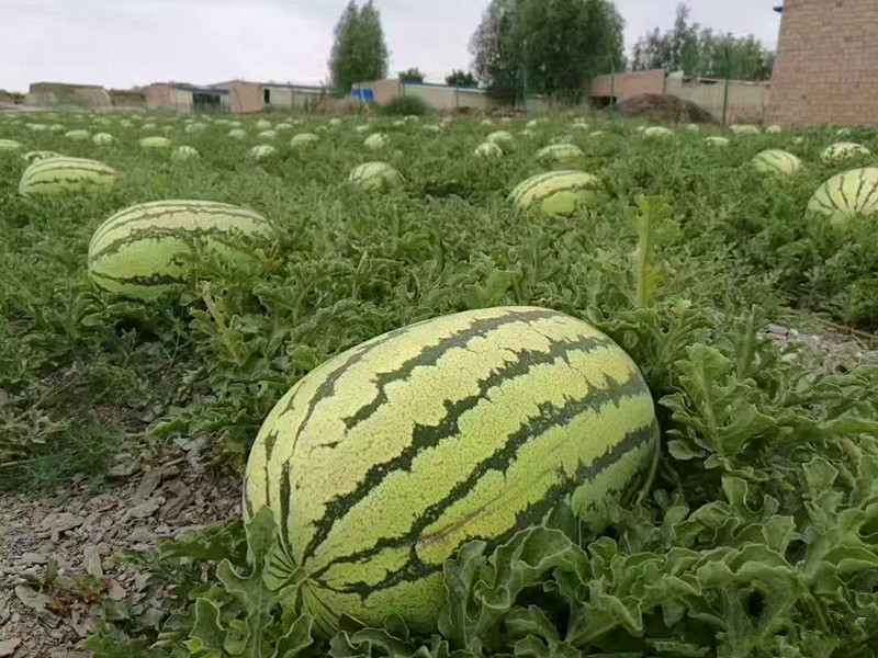 禁种戈壁西瓜的原因,戈壁西瓜为什么禁种