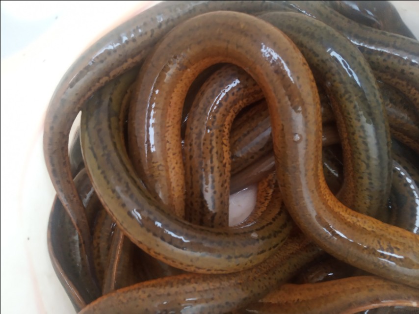 没养殖搞什么最赚钱呢,创业养小龙虾遇到的困难和问题