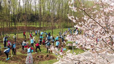武汉植树高峰期,植树浪潮