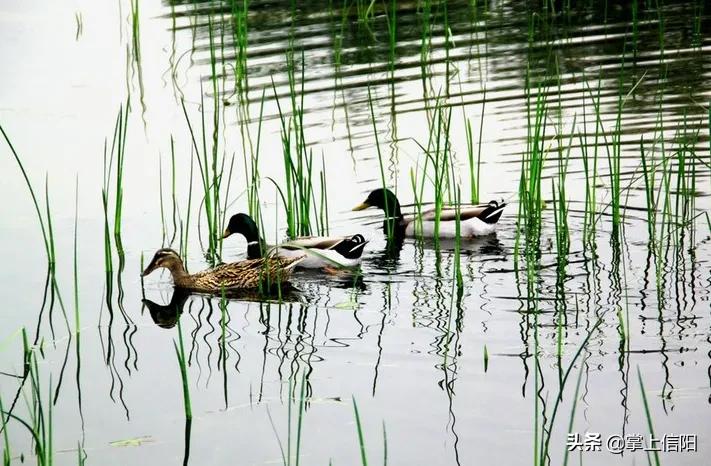 信阳知名房企倒闭,信阳房企破产名单