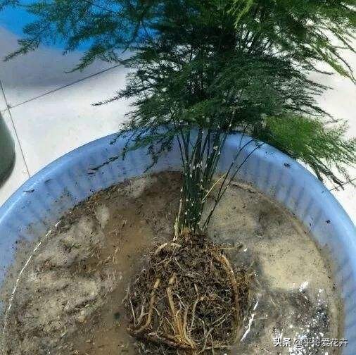 文竹烂根怎么处理才能救活,文竹烂根怎么快速处理