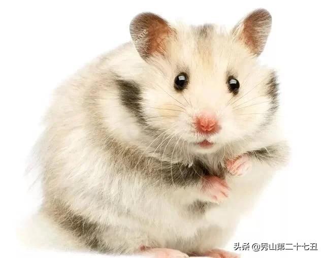 仓鼠最适合新手饲养的排名,仓鼠饲养新手入门教学