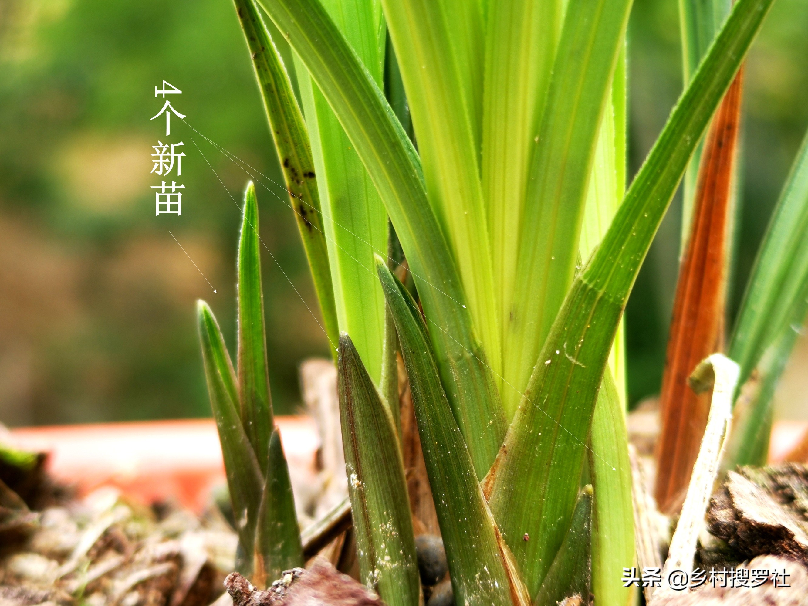 兰花怎么看是壮苗还是粗苗,怎么让兰花快速生根发芽成壮苗