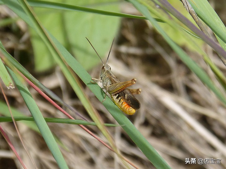 卖11万的蛐蛐,卖蛐蛐的靠什么挣钱