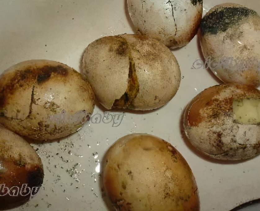 食物多样化，三天不重复？蛋…都可以