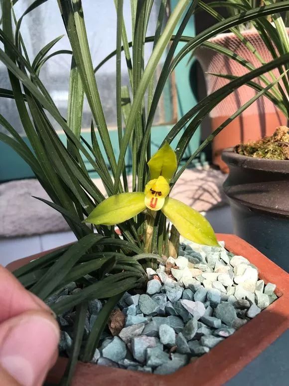 好养的兰花既高贵又漂亮惹人喜欢,哪种兰花最好养四季开花又很香